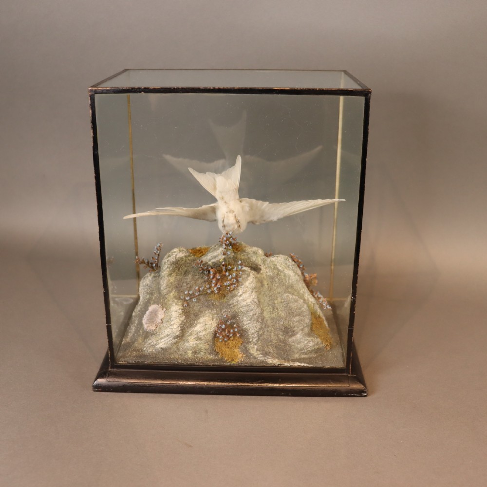  Taxidermy- Albino Swallow by John Macpherson of Inverness  Circa 1900 View V