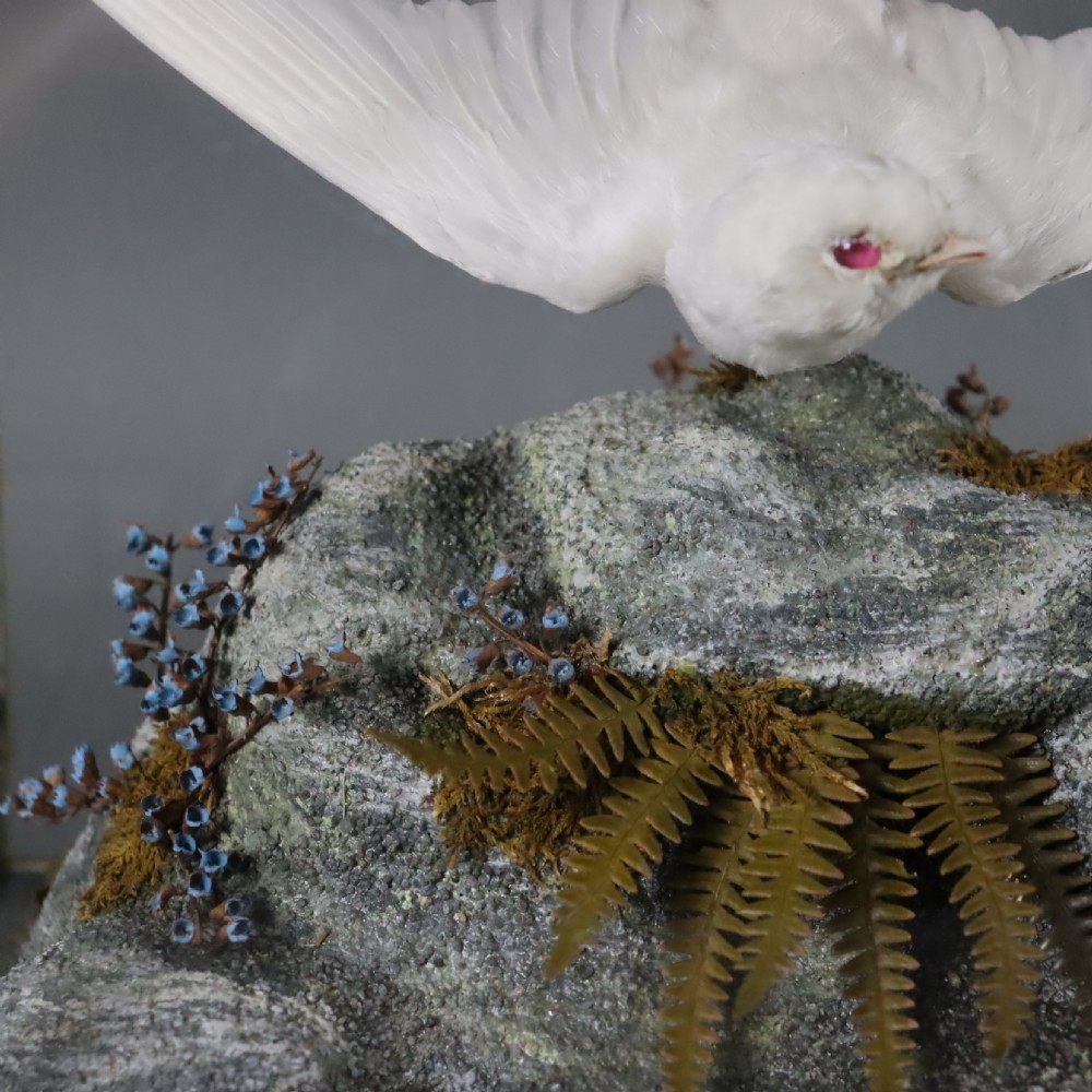  Taxidermy- Albino Swallow by John Macpherson of Inverness  Circa 1900 View VI