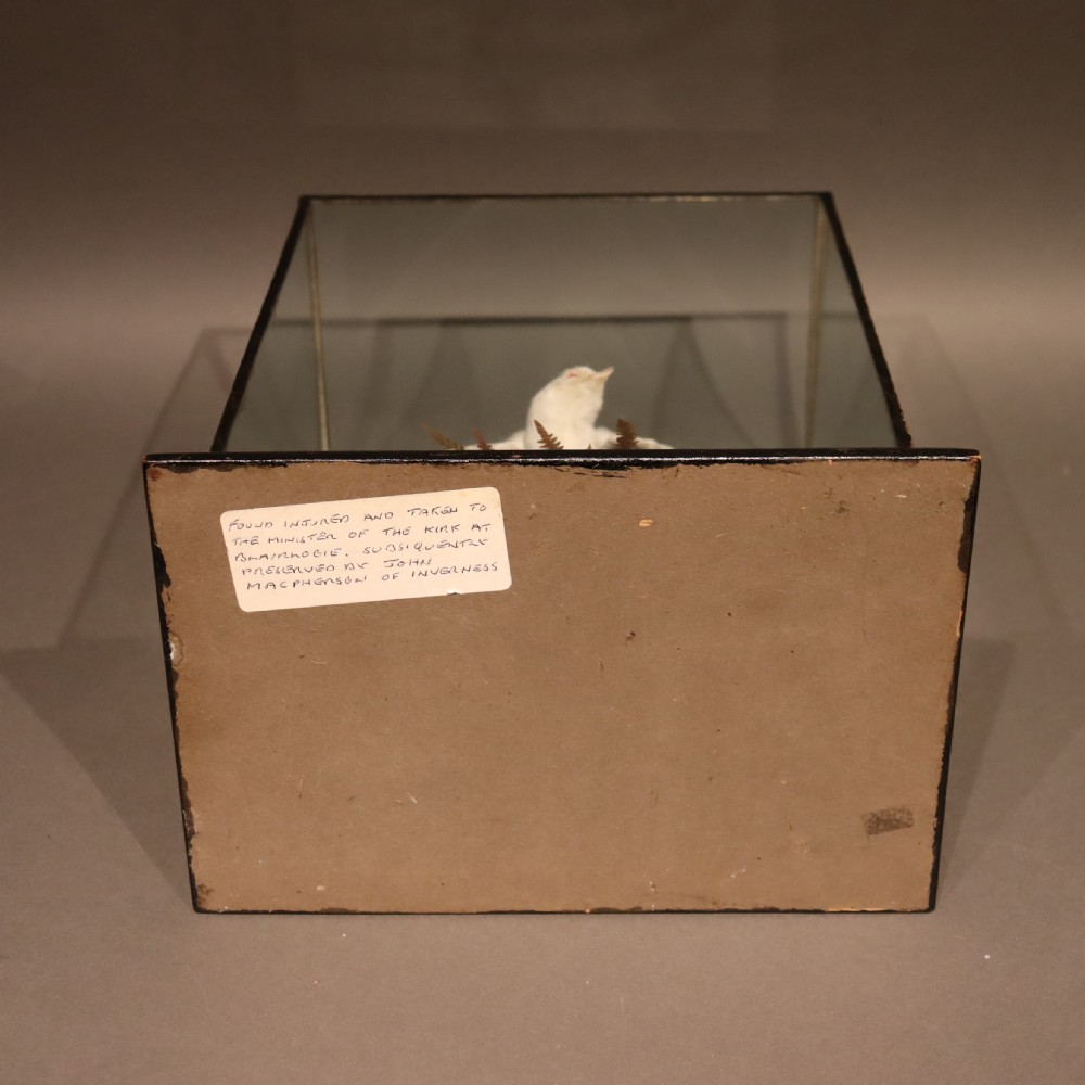  Taxidermy- Albino Swallow by John Macpherson of Inverness  Circa 1900 View VII