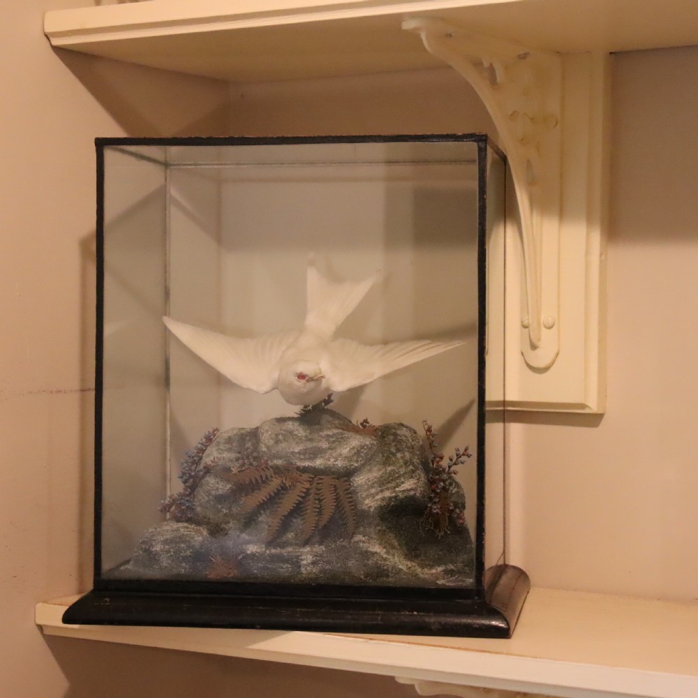  Taxidermy- Albino Swallow by John Macpherson of Inverness  Circa 1900 View VIII