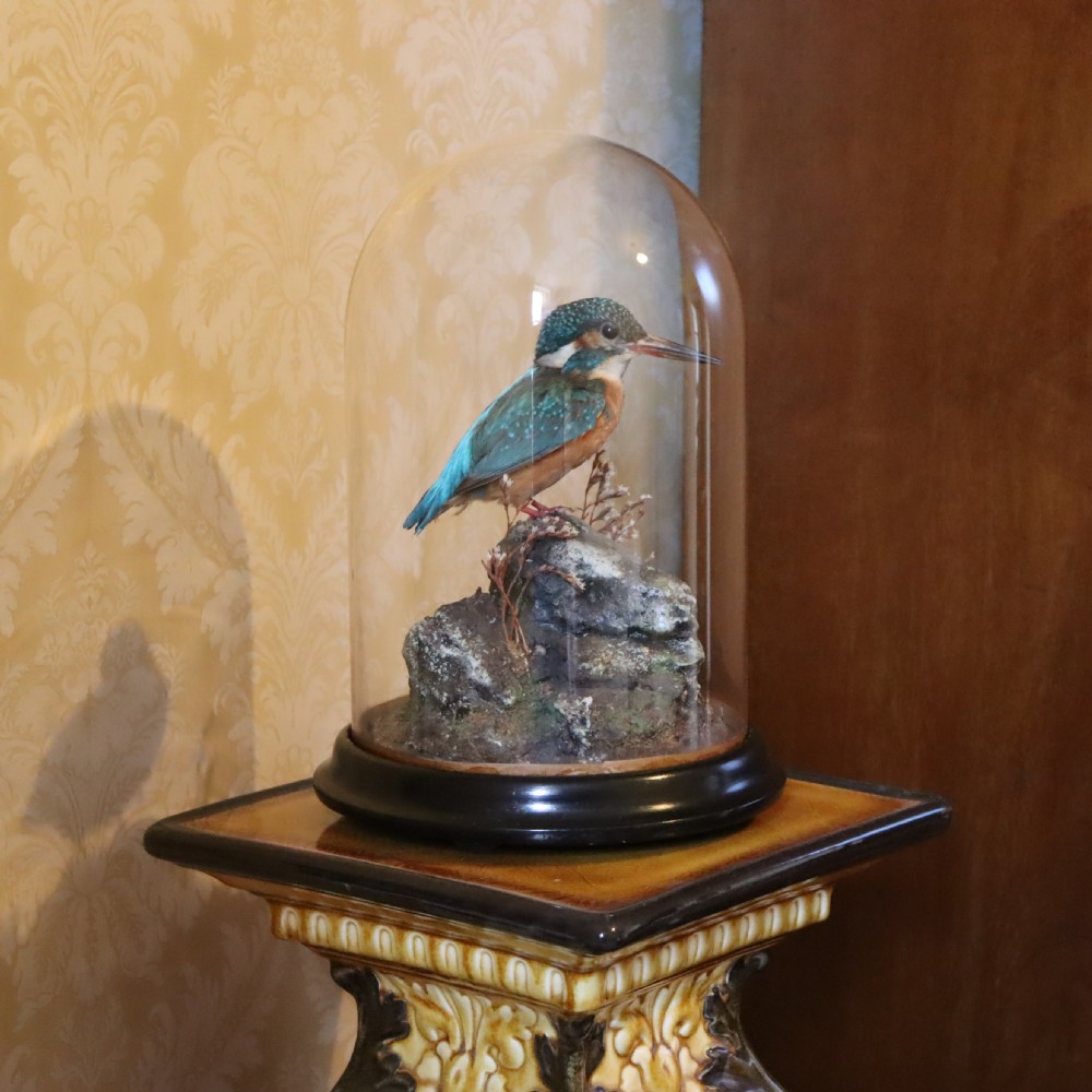 Taxidermy - Kingfisher by Shaw of Shrewsbury