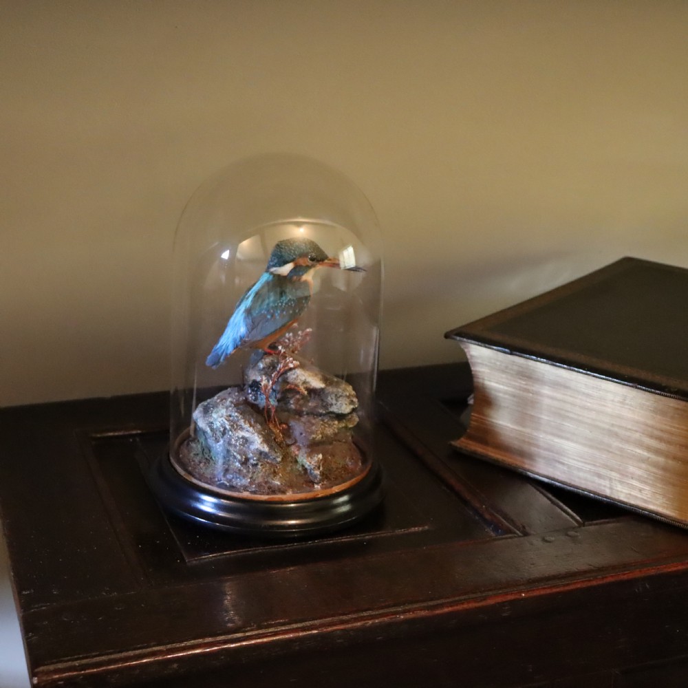 Taxidermy - Kingfisher by Shaw of Shrewsbury View II