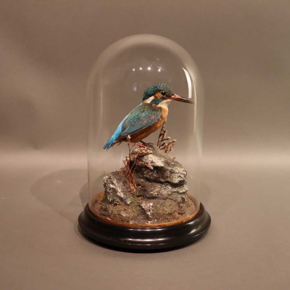Taxidermy - Kingfisher by Shaw of Shrewsbury View III