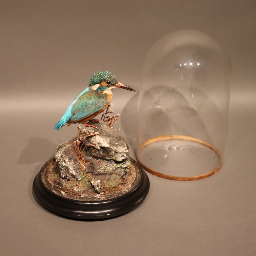 Taxidermy - Kingfisher by Shaw of Shrewsbury View IV