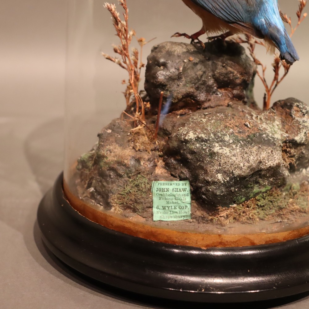 Taxidermy - Kingfisher by Shaw of Shrewsbury View V