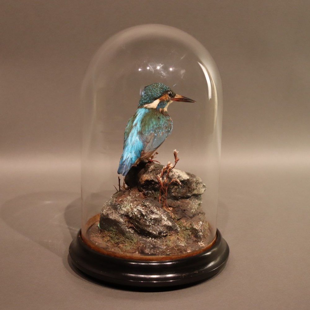 Taxidermy - Kingfisher by Shaw of Shrewsbury View VI