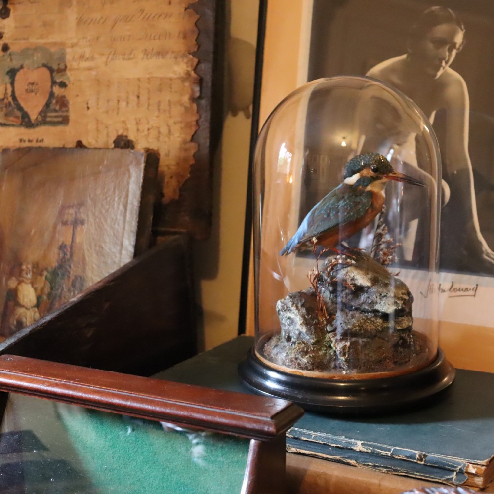 Taxidermy - Kingfisher by Shaw of Shrewsbury View VII