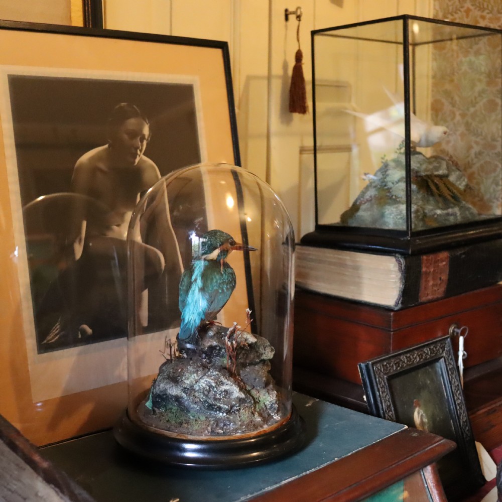 Taxidermy - Kingfisher by Shaw of Shrewsbury View VIII