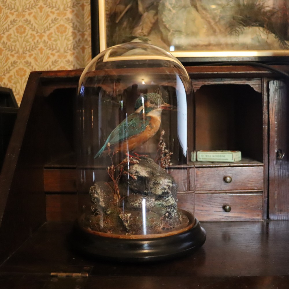 Taxidermy - Kingfisher by Shaw of Shrewsbury View IX