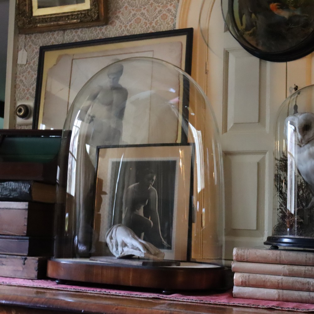Taxidermy - Large Victorian glass dome View II