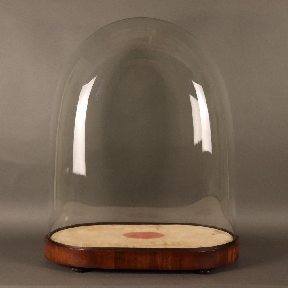 Taxidermy - Large Victorian glass dome