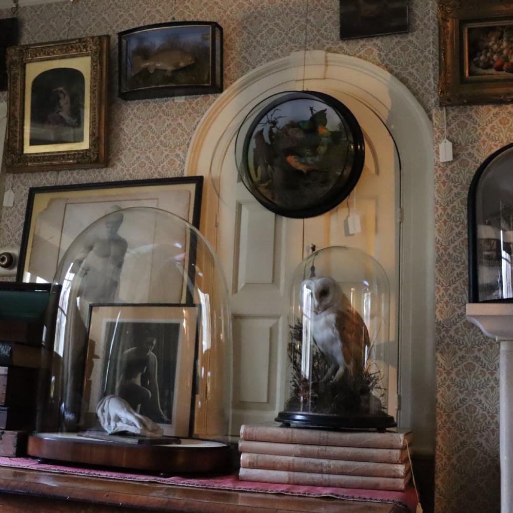 Taxidermy - Large Victorian glass dome View IV