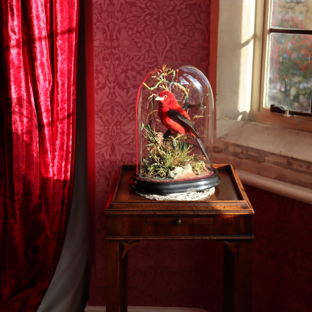 Taxidermy - Brazilian Tanager by James Gardner, Naturalist by Appointment to the Queen