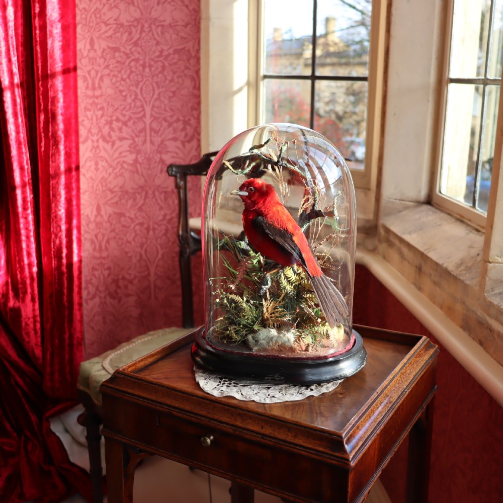 Taxidermy - Brazilian Tanager by James Gardner, Naturalist by Appointment to the Queen View IV