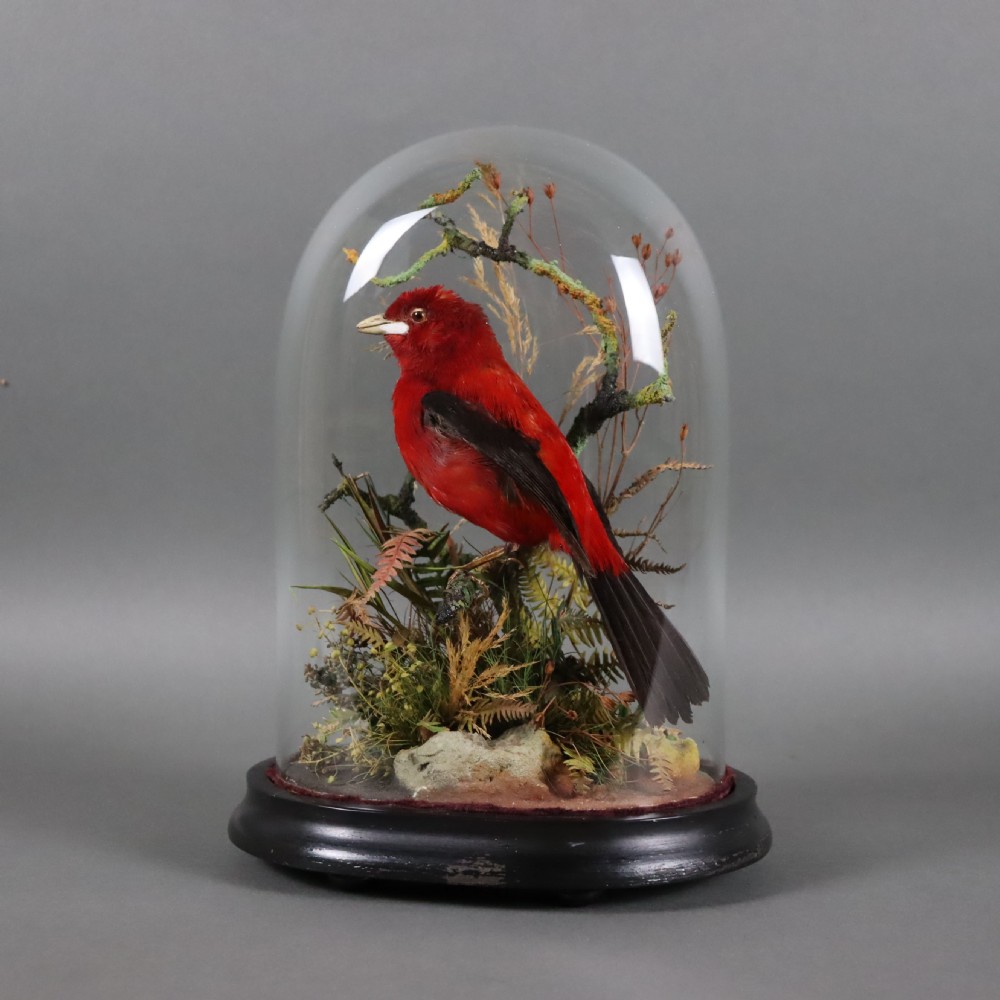 Taxidermy - Brazilian Tanager by James Gardner, Naturalist by Appointment to the Queen View V