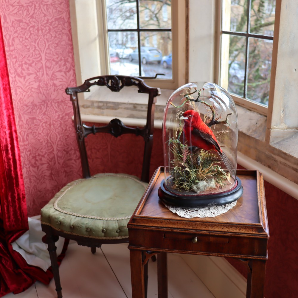 Taxidermy - Brazilian Tanager by James Gardner, Naturalist by Appointment to the Queen View VI