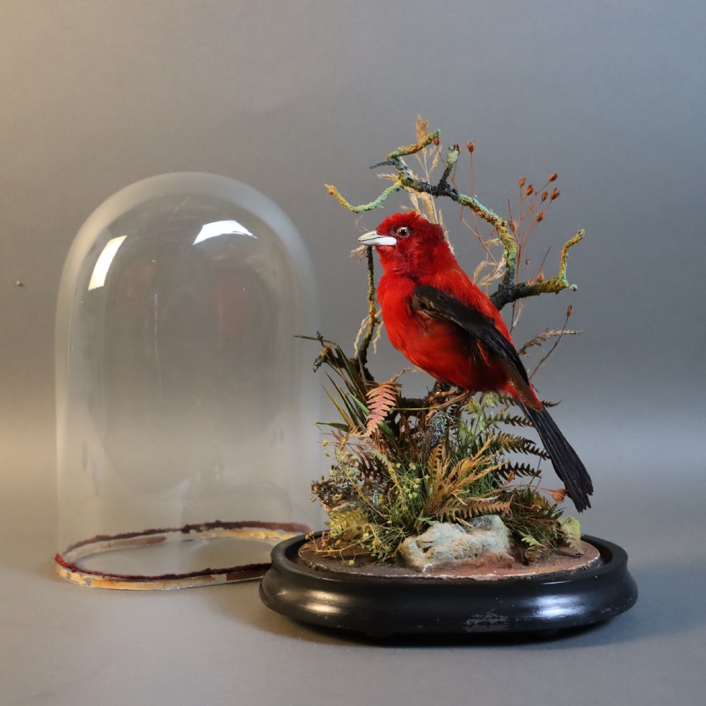 Taxidermy - Brazilian Tanager by James Gardner, Naturalist by Appointment to the Queen View VII