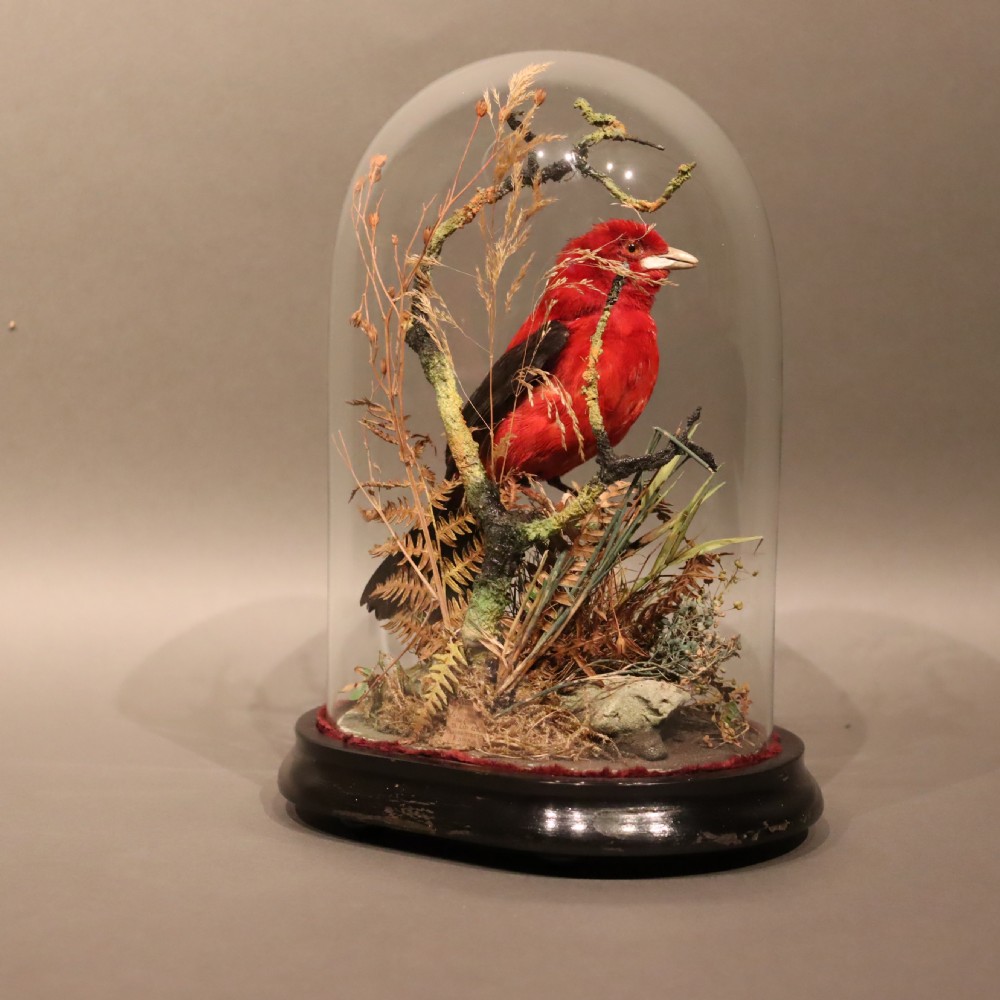 Taxidermy - Brazilian Tanager by James Gardner, Naturalist by Appointment to the Queen View VIII