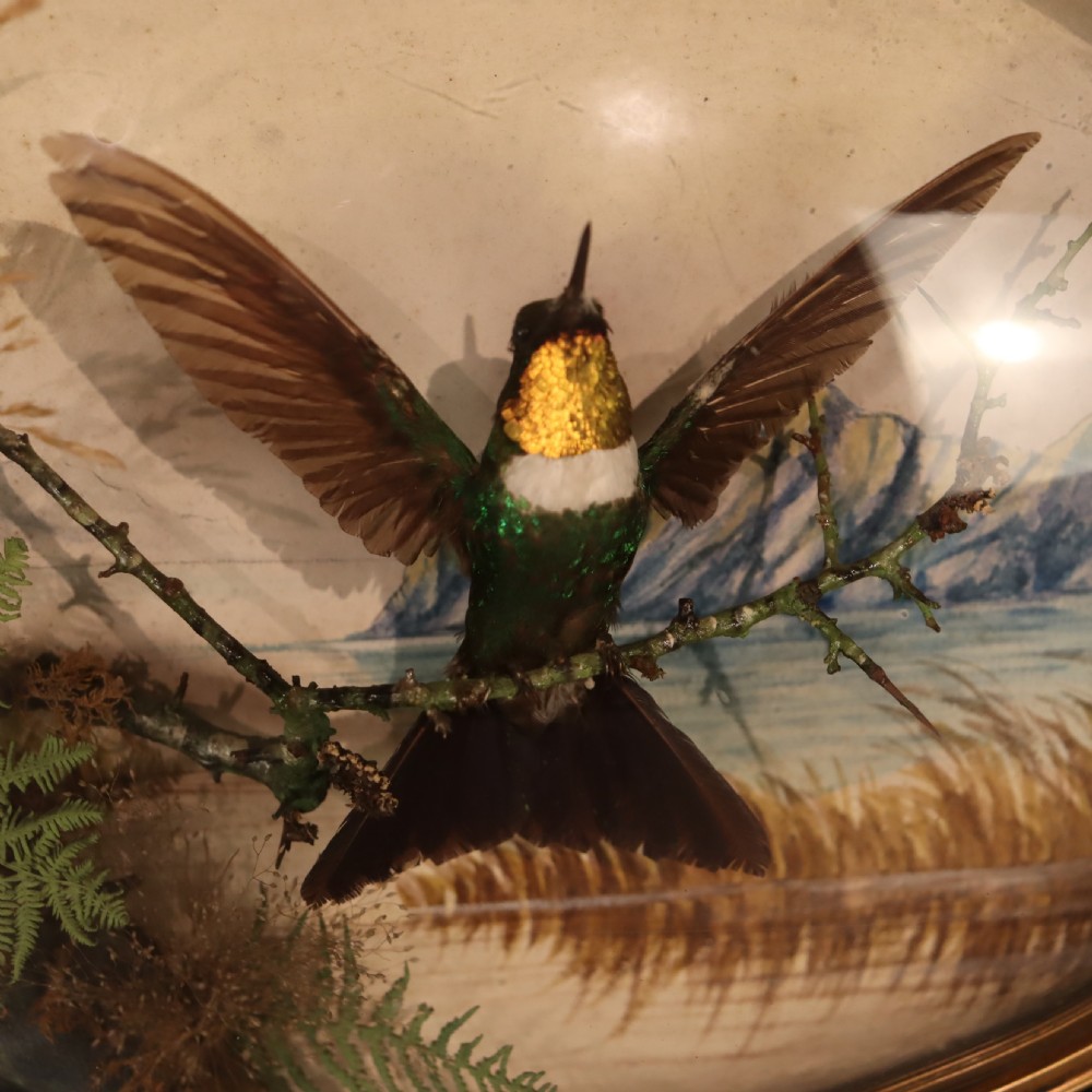 Victorian Taxidermy – Humming bird ‘Sun angel’ in Flight by James Gardner London View II