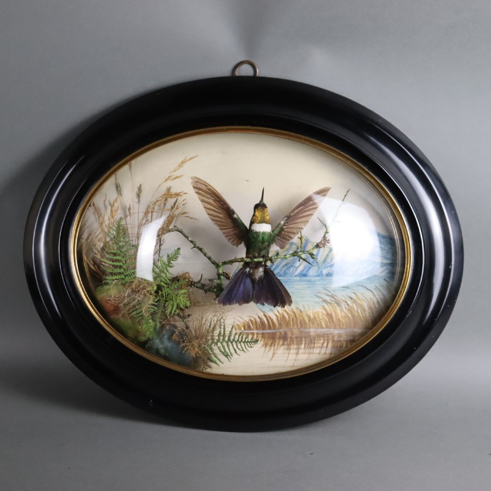 Victorian Taxidermy – Humming bird ‘Sun angel’ in Flight by James Gardner London