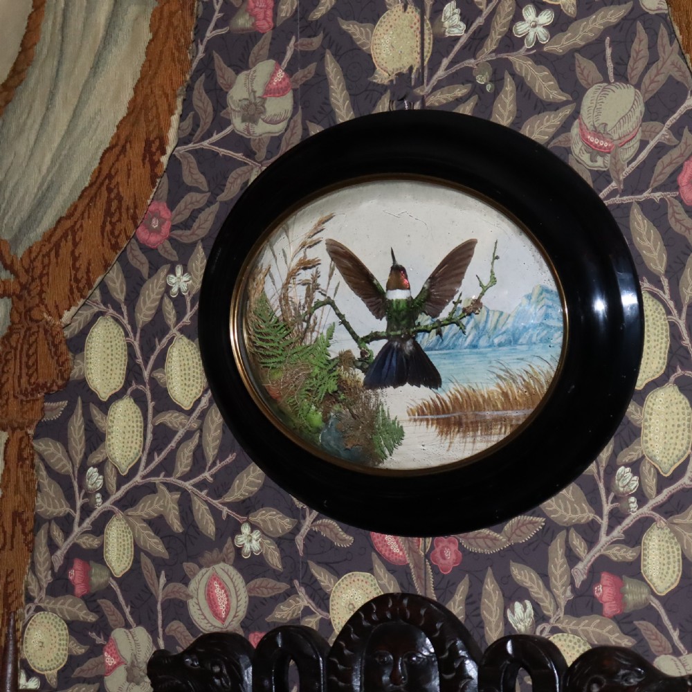 Victorian Taxidermy – Humming bird ‘Sun angel’ in Flight by James Gardner London View V
