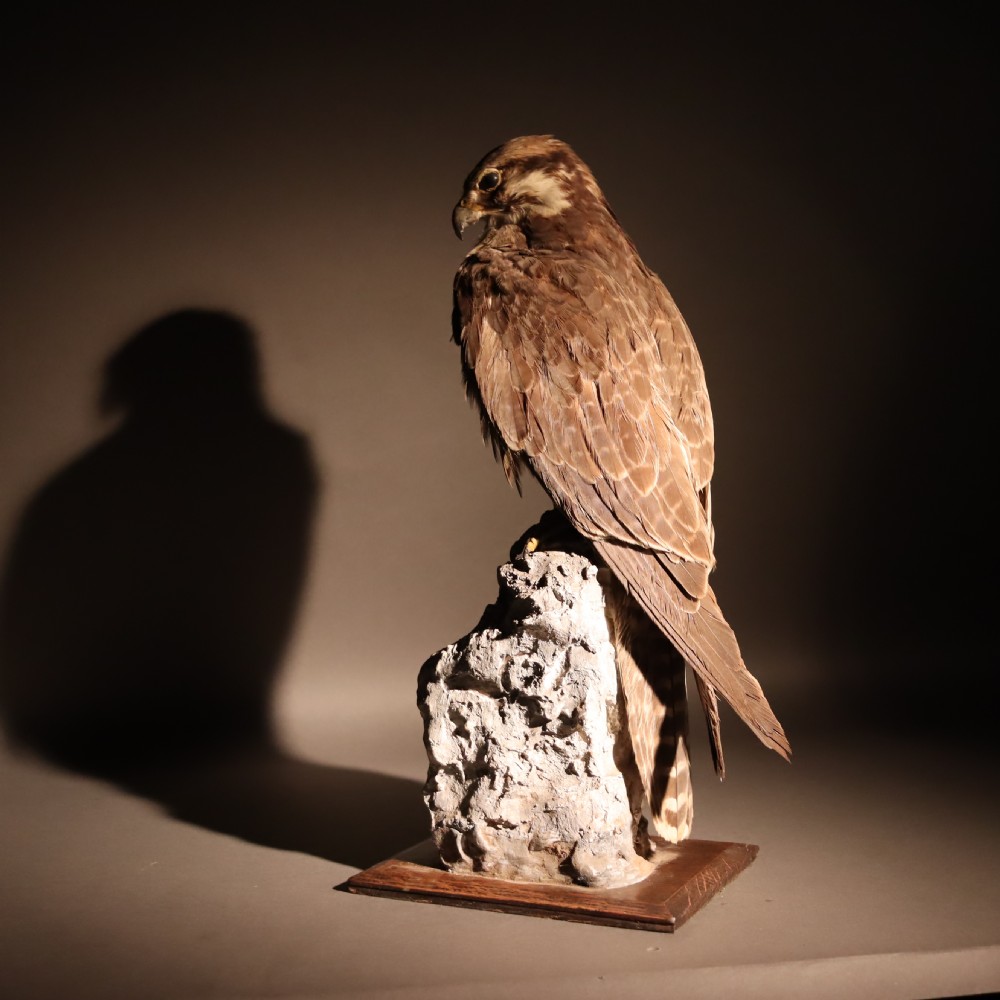 Taxidermy- stuffed Lanner Falcon 