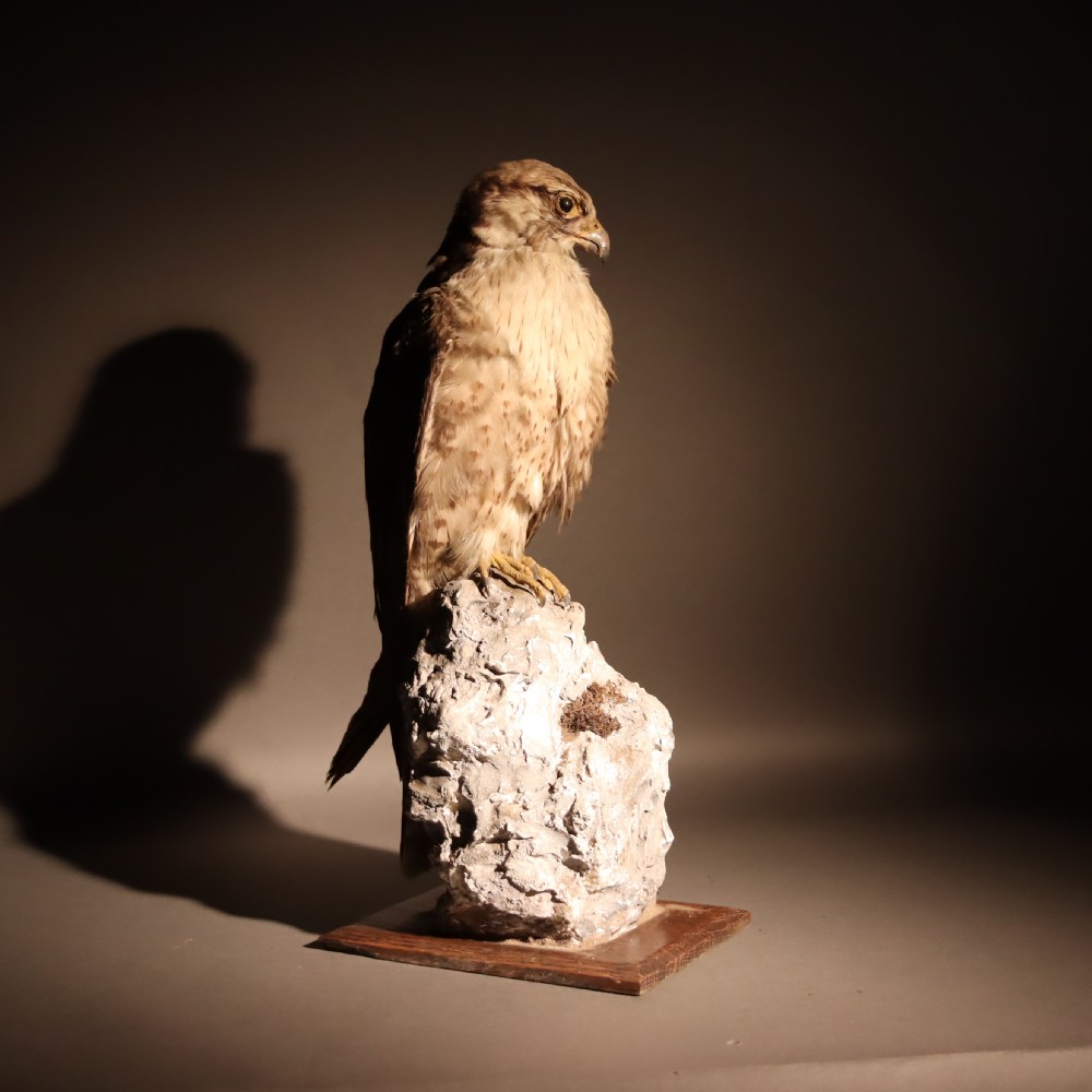 Taxidermy- stuffed Lanner Falcon  View II