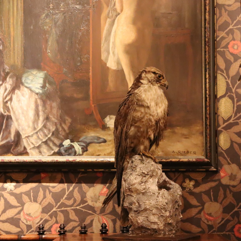 Taxidermy- stuffed Lanner Falcon  View III