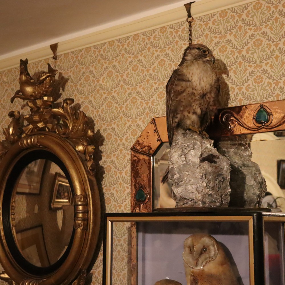 Taxidermy- stuffed Lanner Falcon  View IV