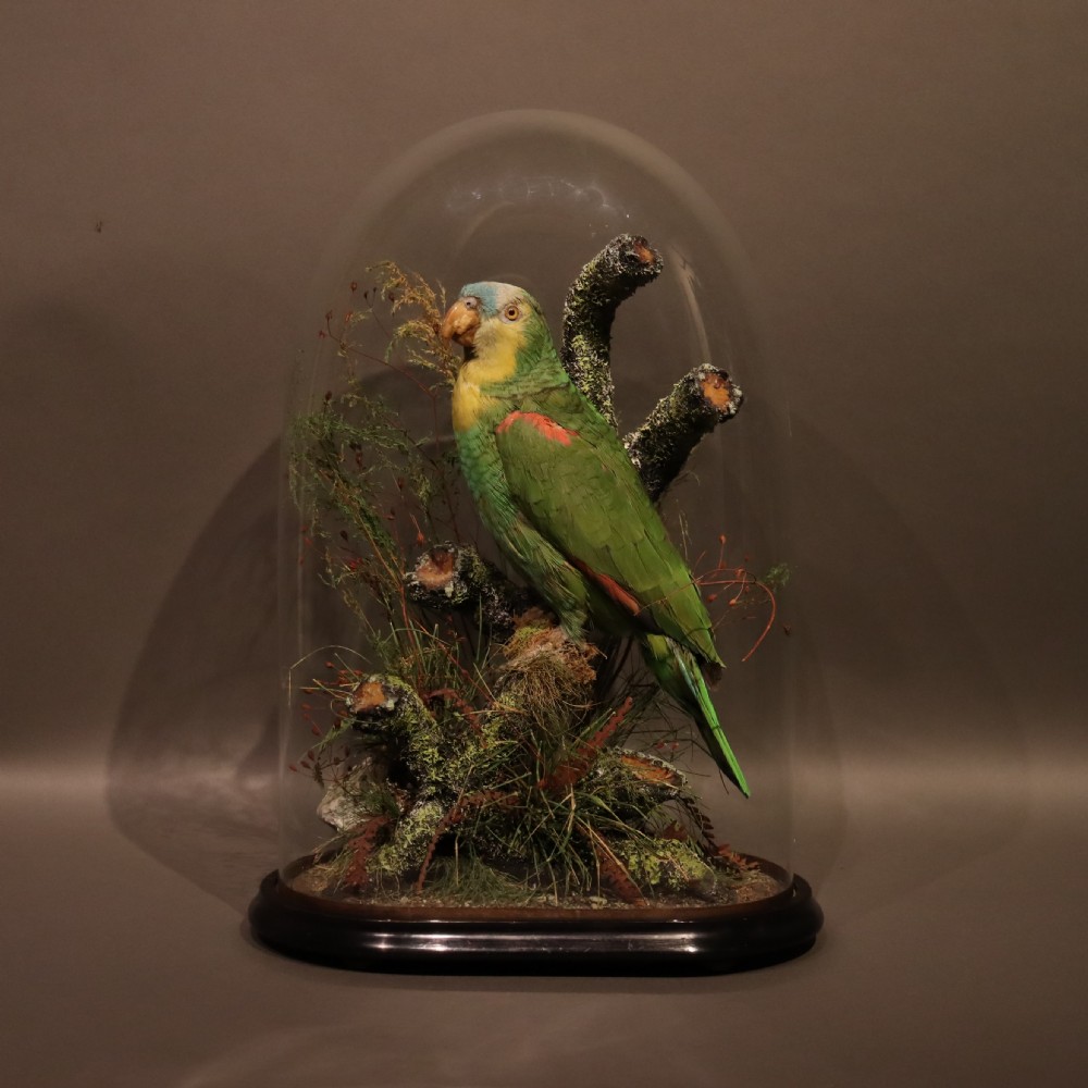 Taxidermy- Stuffed Amazon Parrot  