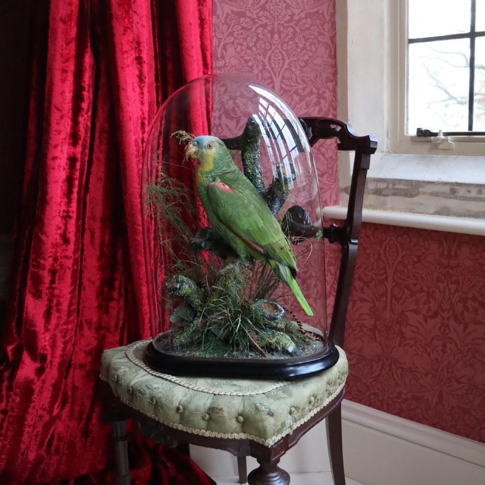 Taxidermy- Stuffed Amazon Parrot   View II
