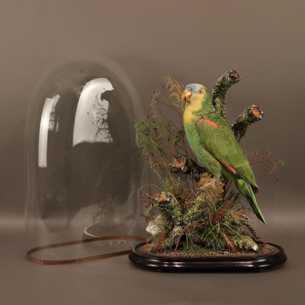 Taxidermy- Stuffed Amazon Parrot   View III