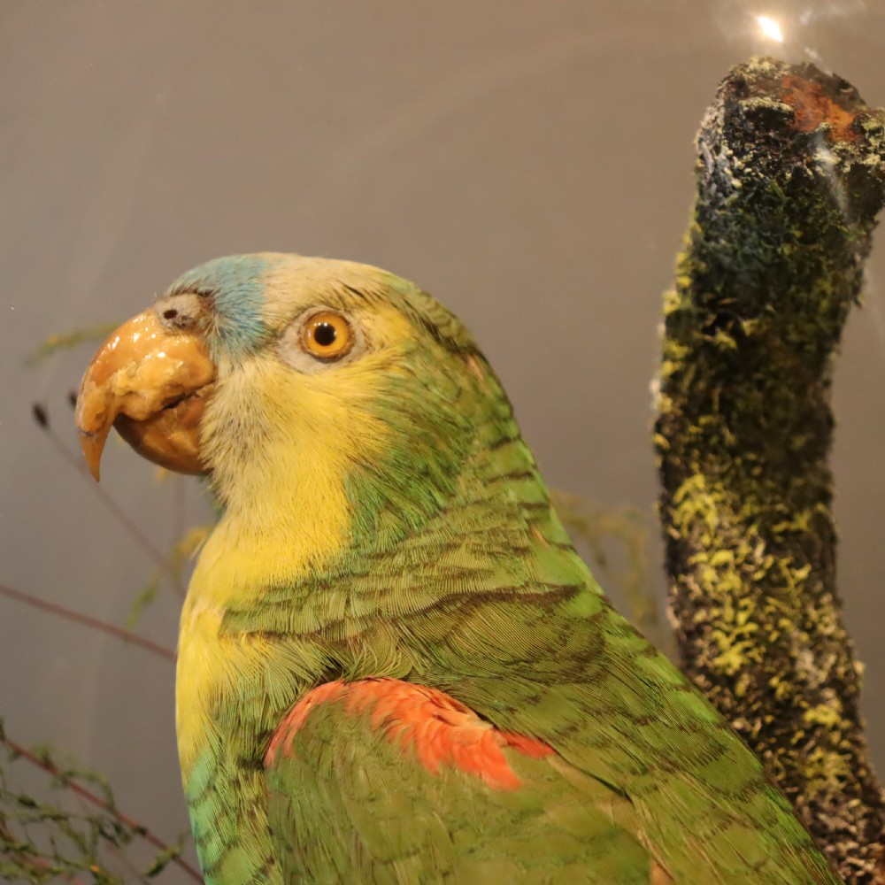 Taxidermy- Stuffed Amazon Parrot   View IV