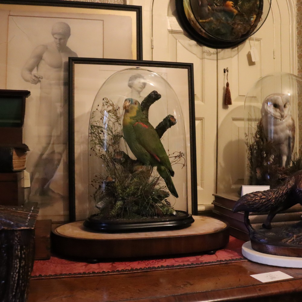 Taxidermy- Stuffed Amazon Parrot   View V