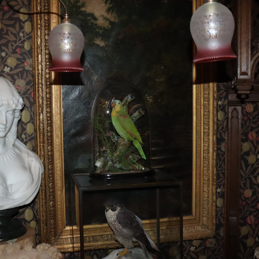 Taxidermy- Stuffed Amazon Parrot   View VI