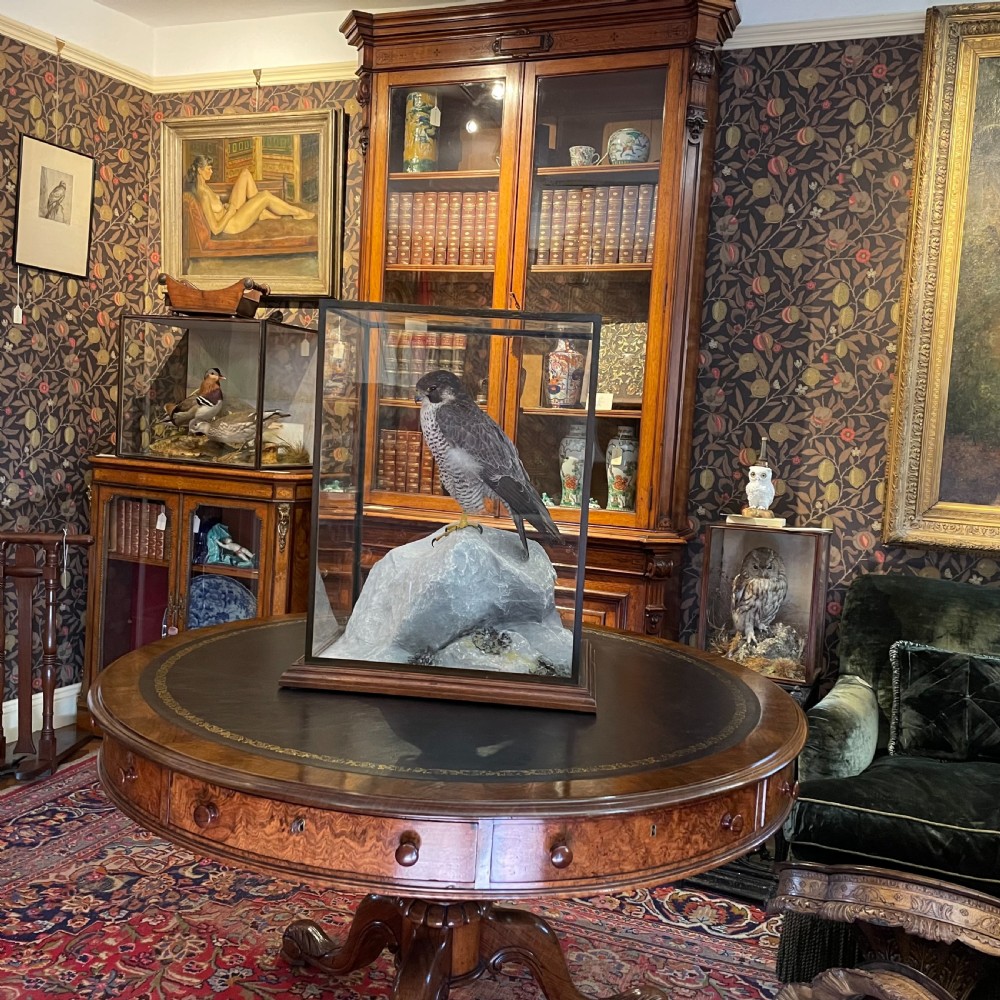 Taxidermy - Peregrine Falcon by Peter Spicer & Sons of Royal Leamington Spa View II