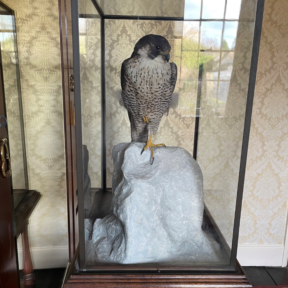 Taxidermy - Peregrine Falcon by Peter Spicer & Sons of Royal Leamington Spa View IV