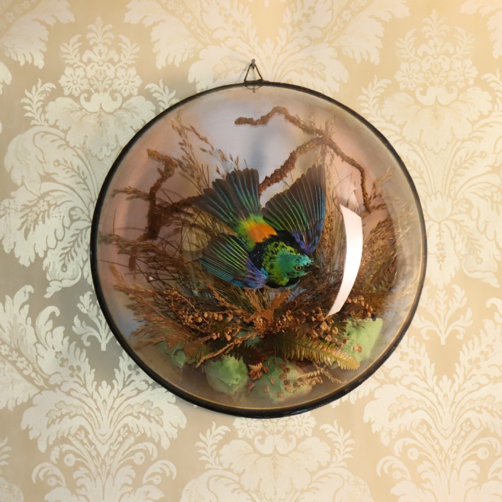 Taxidermy-Victorian wall dome with a South American Green Headed Tanager by James Gardner 