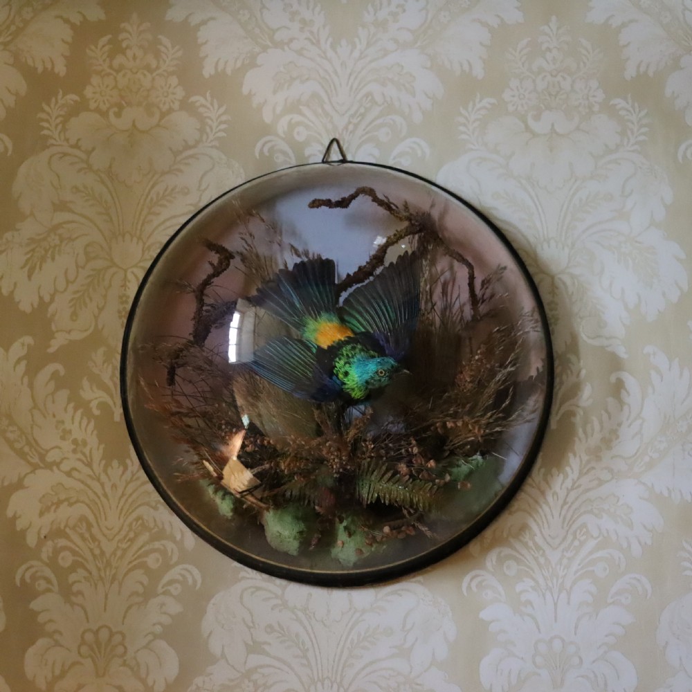 Taxidermy-Victorian wall dome with a South American Green Headed Tanager by James Gardner  View II