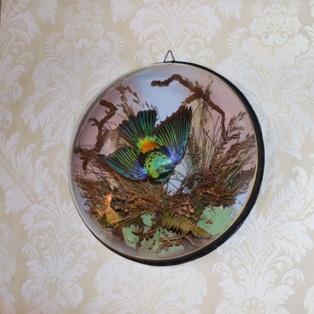 Taxidermy-Victorian wall dome with a South American Green Headed Tanager by James Gardner  View III