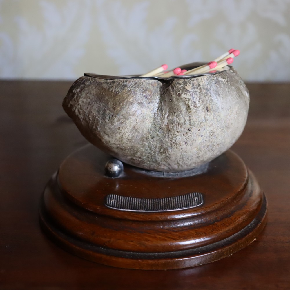 Taxidermy- Cabinet of Curiosity interest. Inner Whale bone ear by Rowland Ward Ltd London 