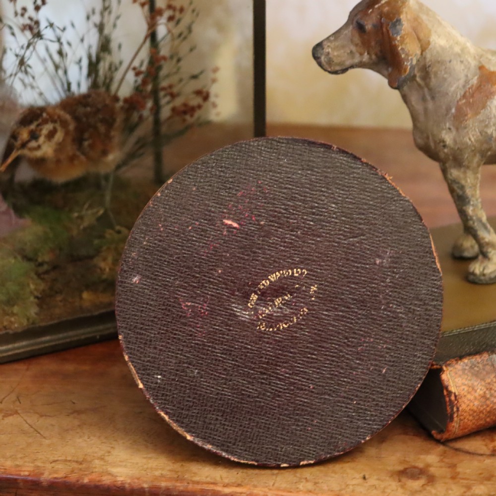 Taxidermy- Cabinet of Curiosity interest. Inner Whale bone ear by Rowland Ward Ltd London  View II