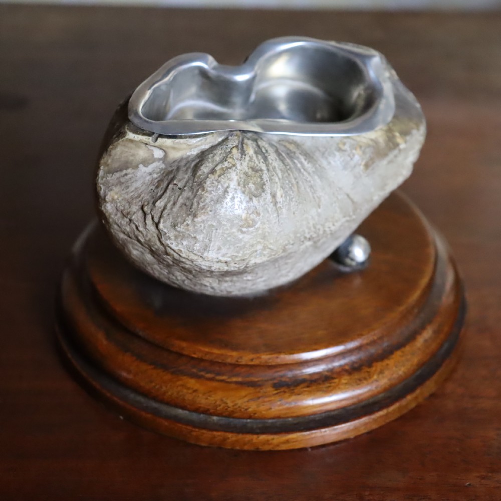 Taxidermy- Cabinet of Curiosity interest. Inner Whale bone ear by Rowland Ward Ltd London  View IV