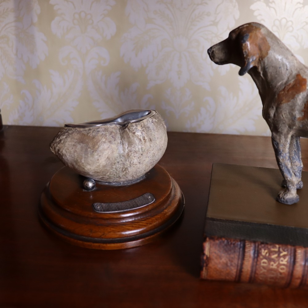 Taxidermy- Cabinet of Curiosity interest. Inner Whale bone ear by Rowland Ward Ltd London  View V