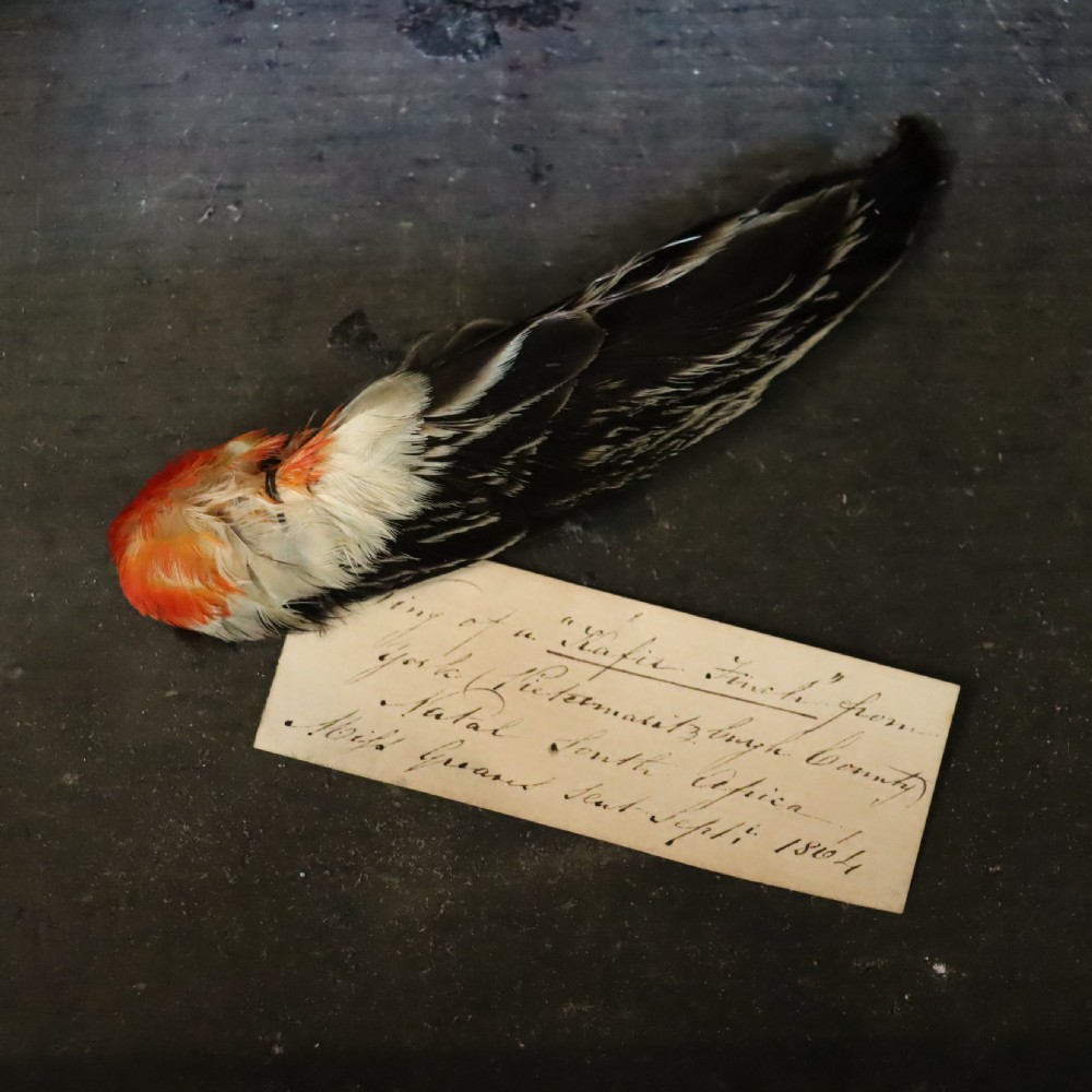 Victorian Taxidermy-Bird Wing with original old data label dated 1864
