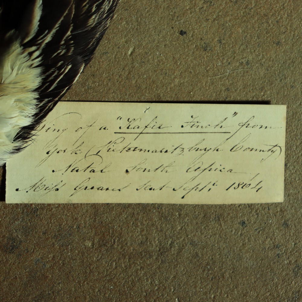 Victorian Taxidermy-Bird Wing with original old data label dated 1864 View II