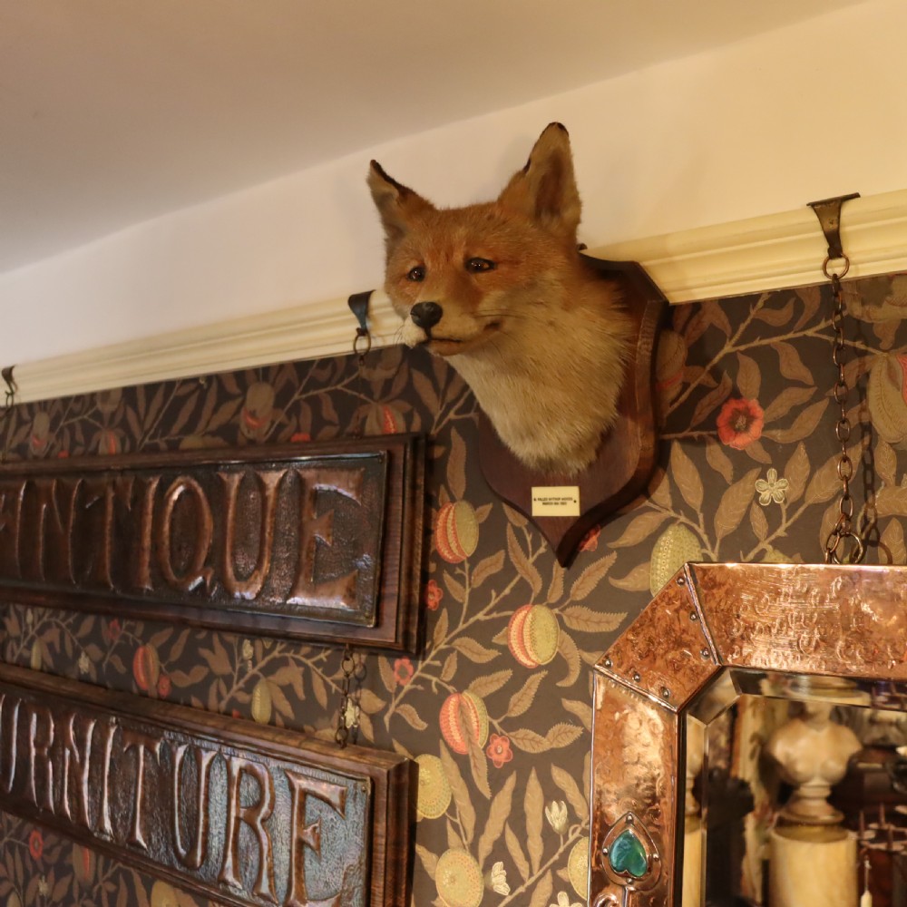 Taxidermy – Fox mask by Peter Spicer & Sons View III