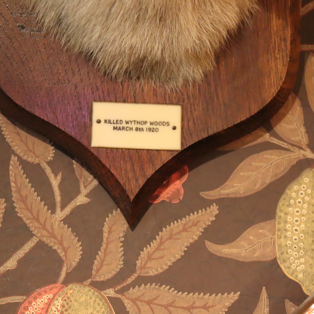 Taxidermy – Fox mask by Peter Spicer & Sons View IV