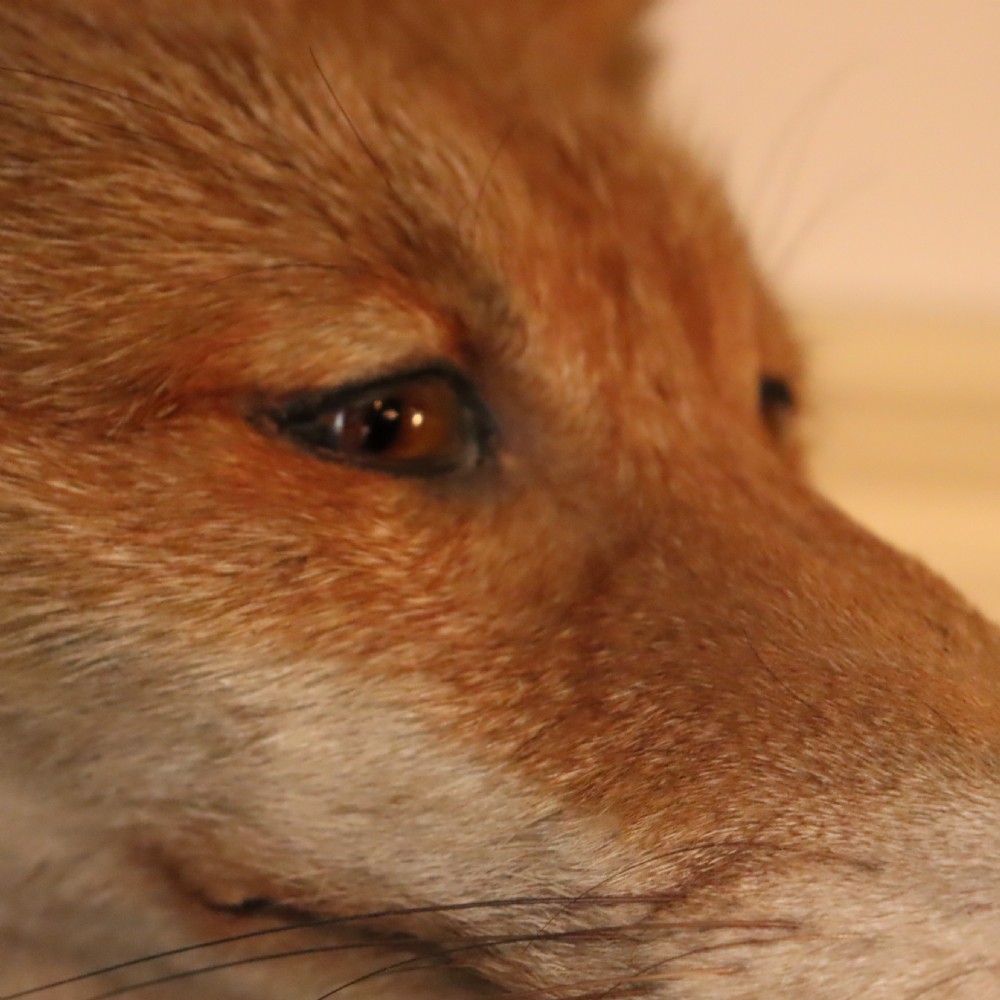 Taxidermy – Fox mask by Peter Spicer & Sons View V