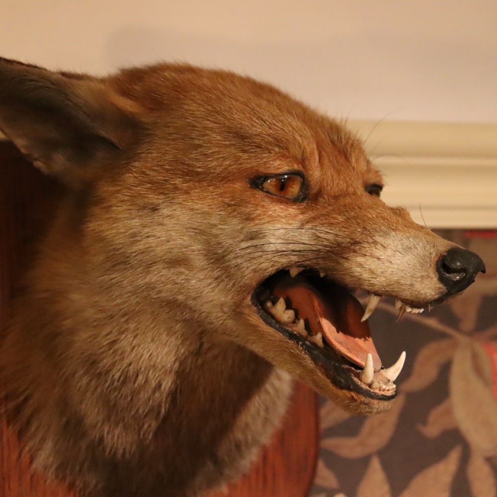 Taxidermy – Fox mask by Peter Spicer & Sons View V